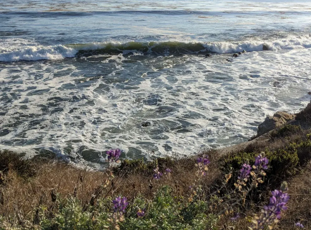Purple lupine over the sea. 