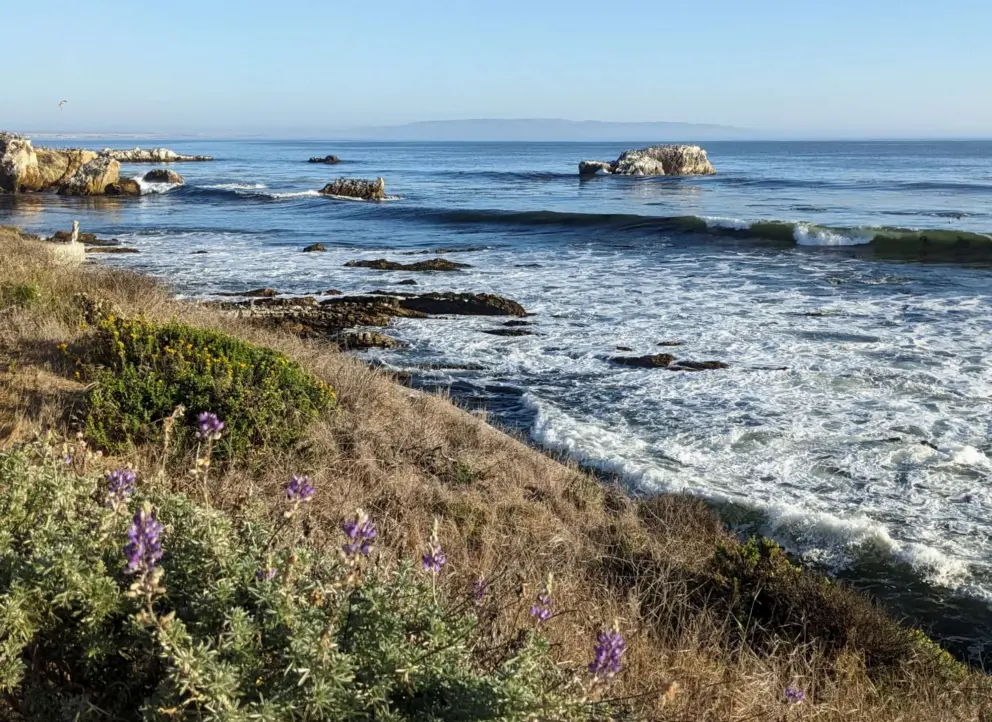 Flowers over the sea, and birds rocks. 