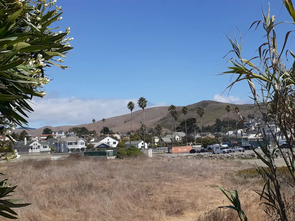 View of hills and palm trees from near Cayucos Beach Condos. 