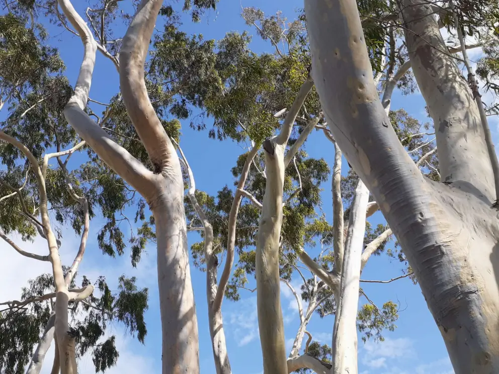 Eucalyptus trees and blue sky. 
