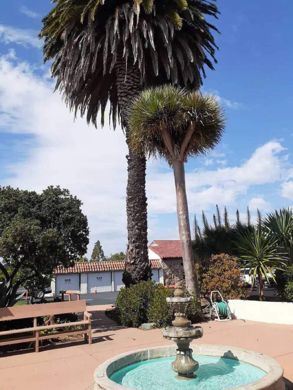 Spanish fountain and desert trees. 