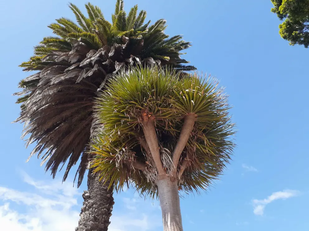 I love these desert trees. 