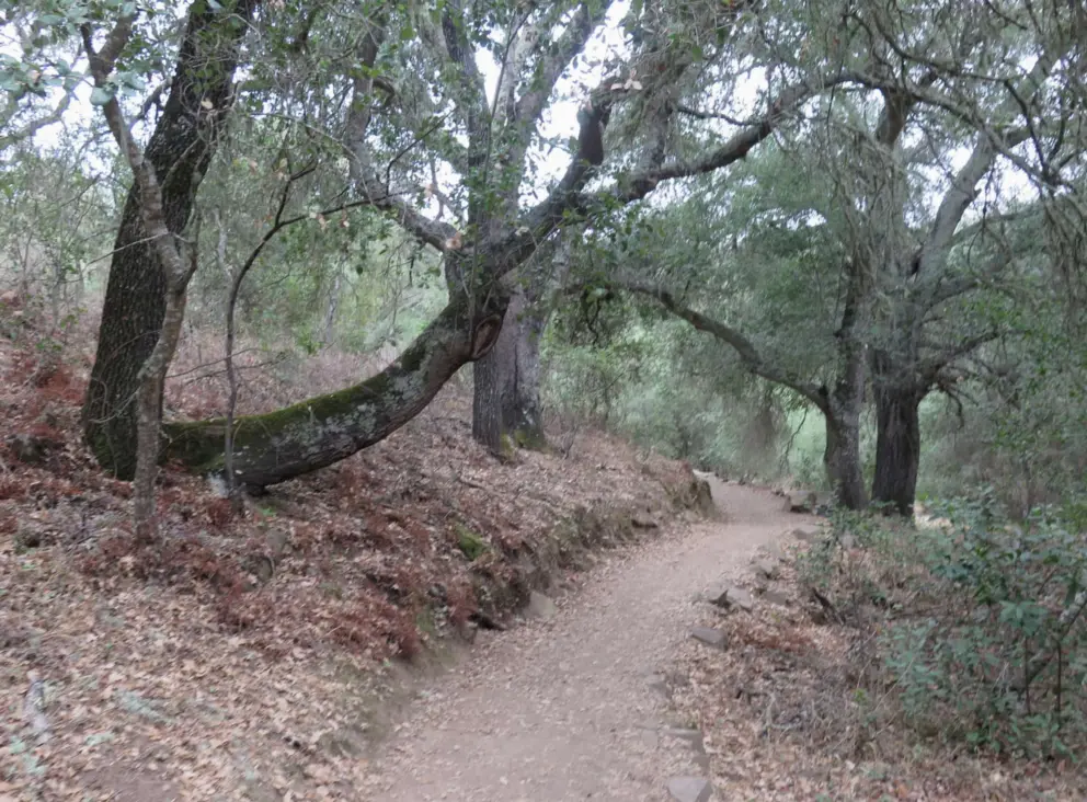 The oaky forest. 