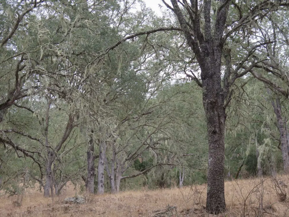 Thick oak forest with lace lichen hanging from the trees. 