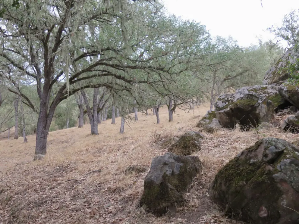 Rocks along the trail by the blue oak woodland. 