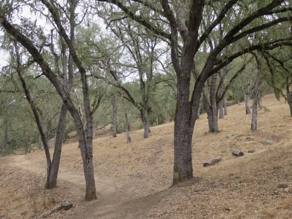 The spooky forest and pleasant trail.