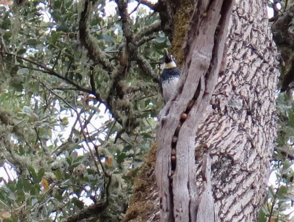 We spot an acorn woodpecker!