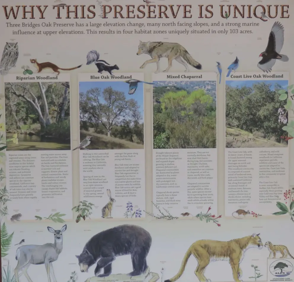 A plaque about the three different types of woodland you will walk through: riparian woodland by the creek, blue oak woodland, and coast live oak woodland. 