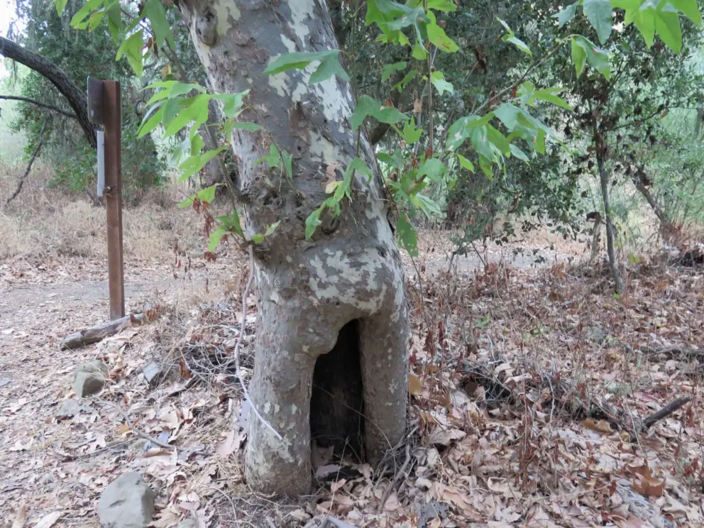 An animal lives here!