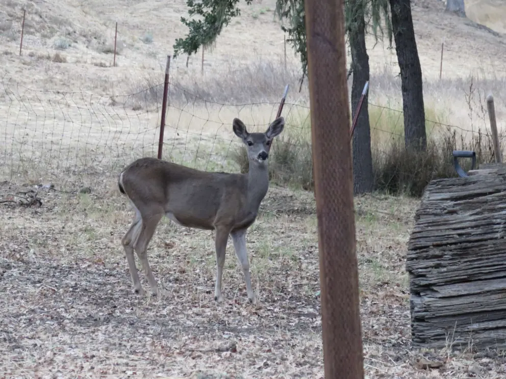 Deer we saw on the drive. 