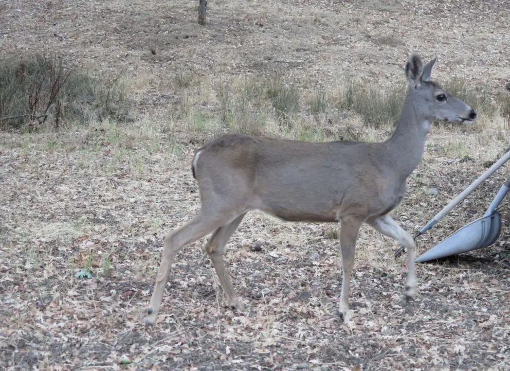 Deer along the road, on the way there. 
