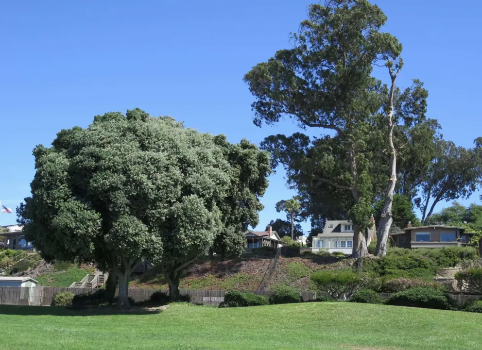 The bluish color of a stunning Port Jackson fig tree at Tidelands Park in Morro Bay, California. 