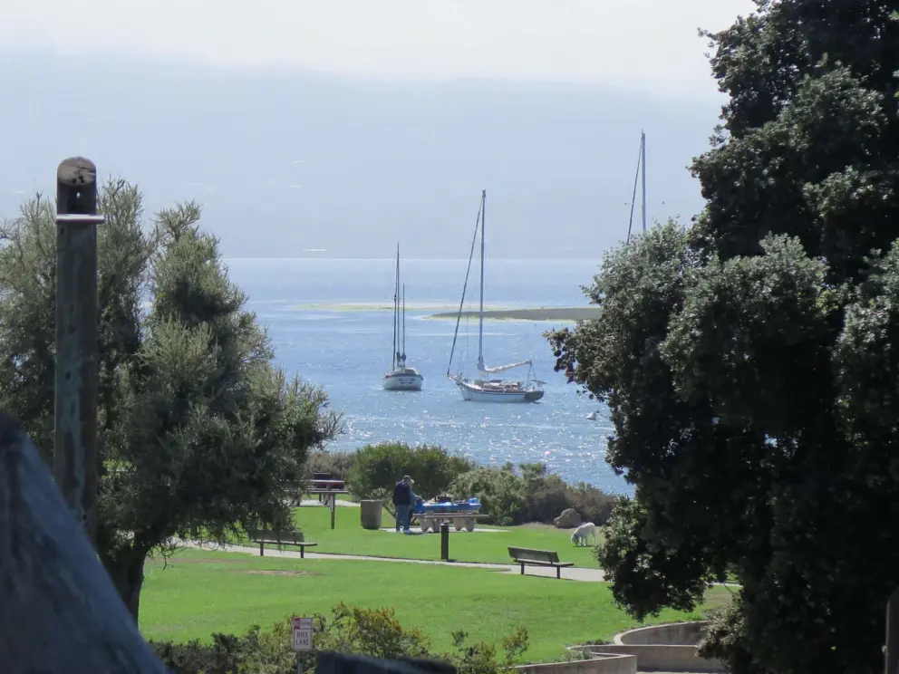 Looking past the Port Jackson fig tree toward the sparkling estuary, from Franklin Riley Park, above Tidelands Park, in Morro Bay, California. 