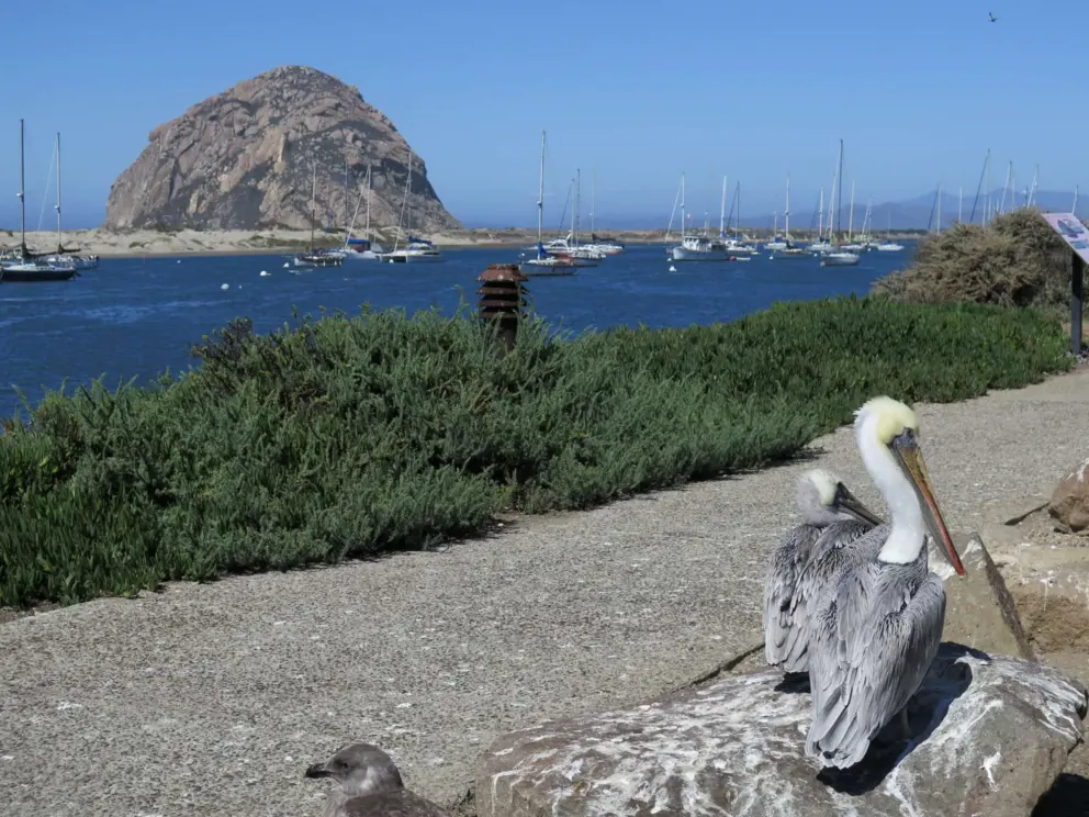 Pelican and views of Morro Rock, at Tidelands Park.