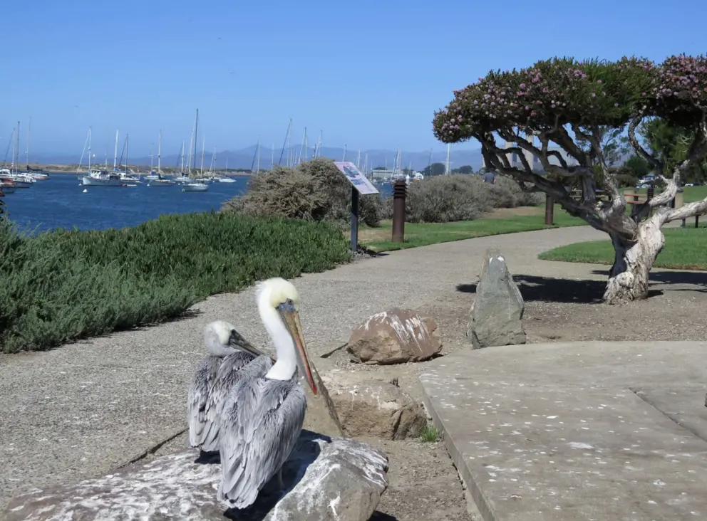Pelican, sailboats in the estuary, and honey-myrtle tree with flowers like little pom poms. 