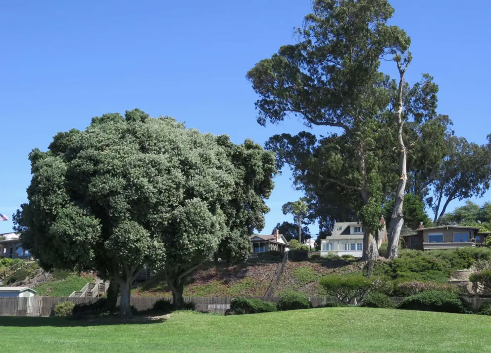 Port Jackson fig tree!