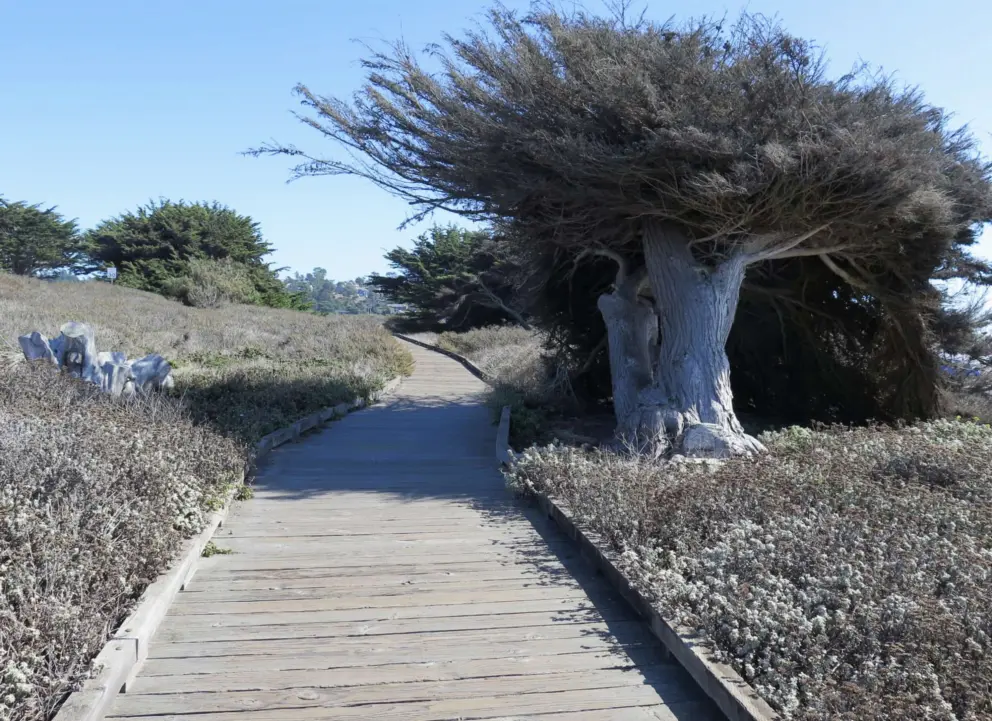 Cypress trees create so much atmosphere, and there are many at the south end of the boardwalk.