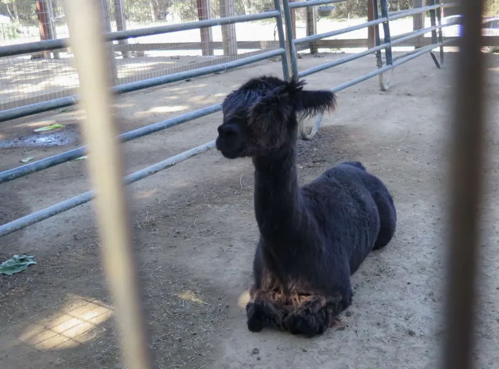 An alpaca looking funny.
