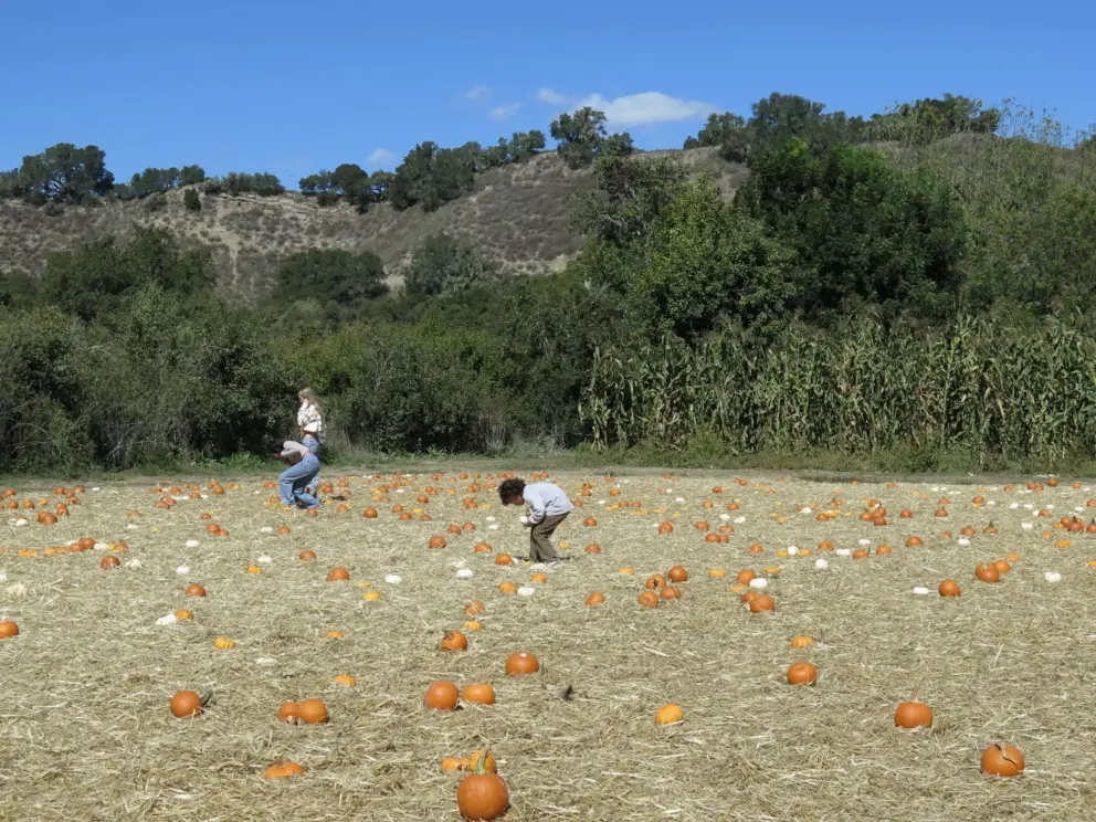 Little kids choosing their pumpkins!