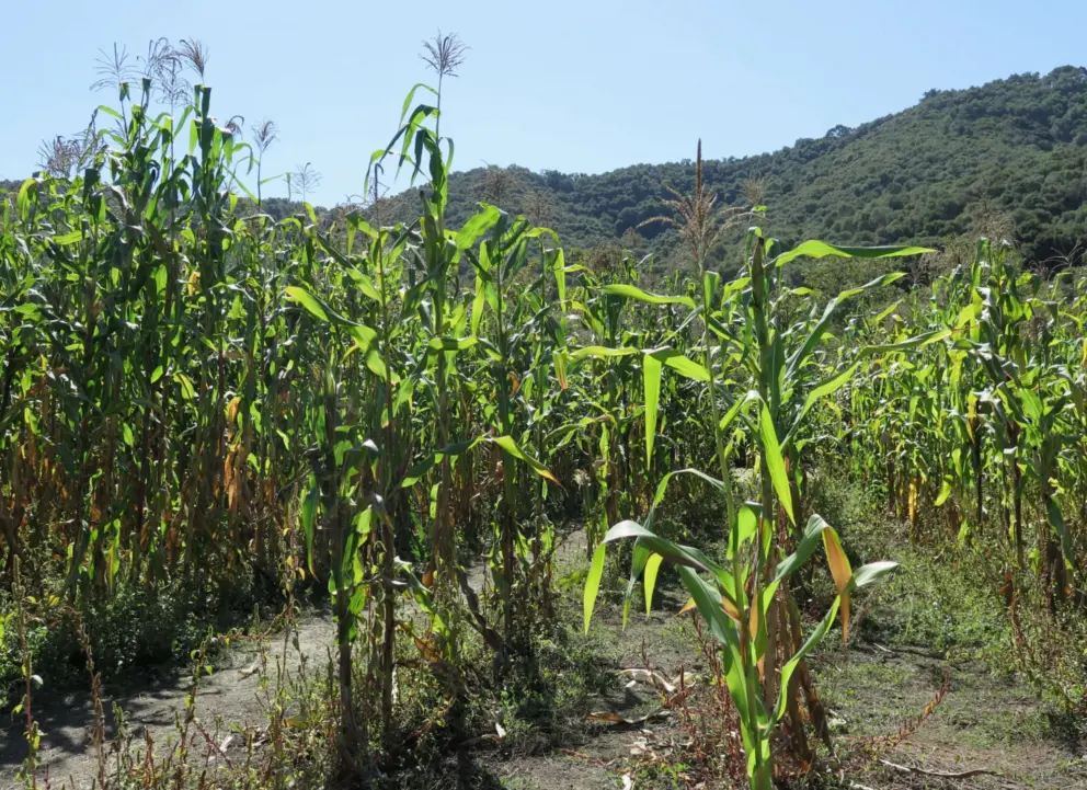 Corn lit up by sunlight, and mountains covered in forest.