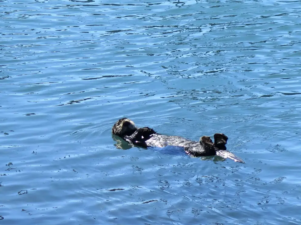 A sea otter!