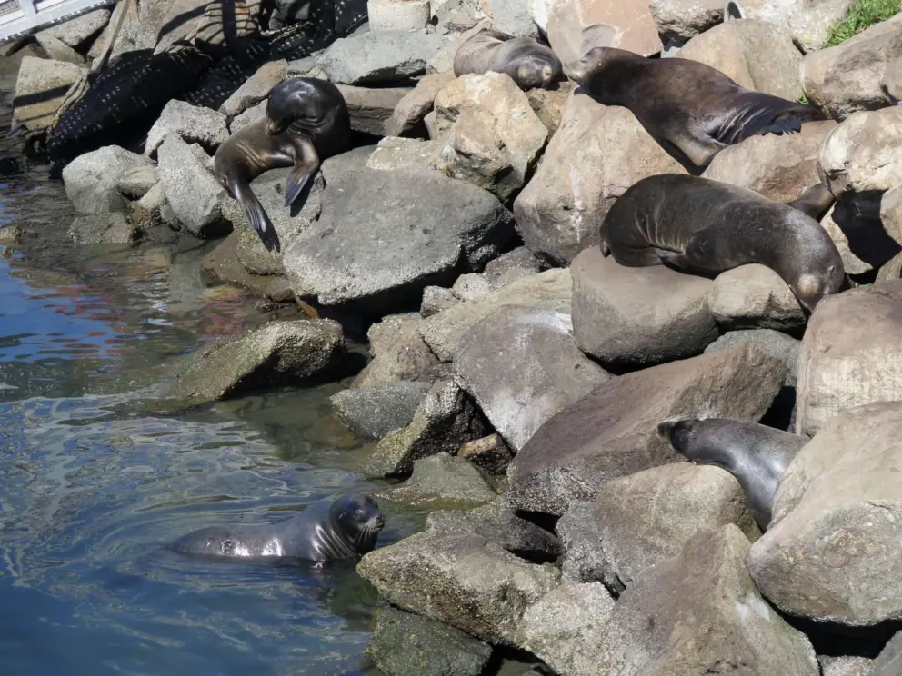 At the north end of the walk, near Giovanni's Fish Market, you can see seals playing in the water or lazing on the rocks below a dock ramp.