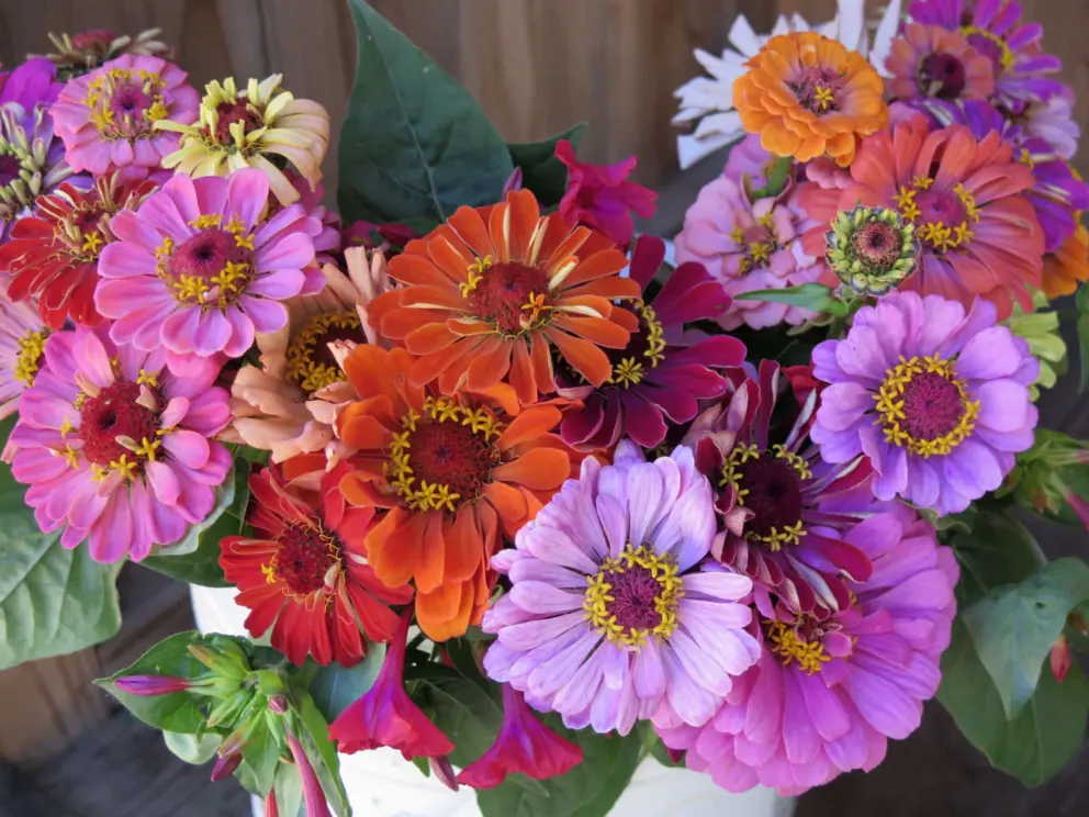 Flowers at Secret Garden.