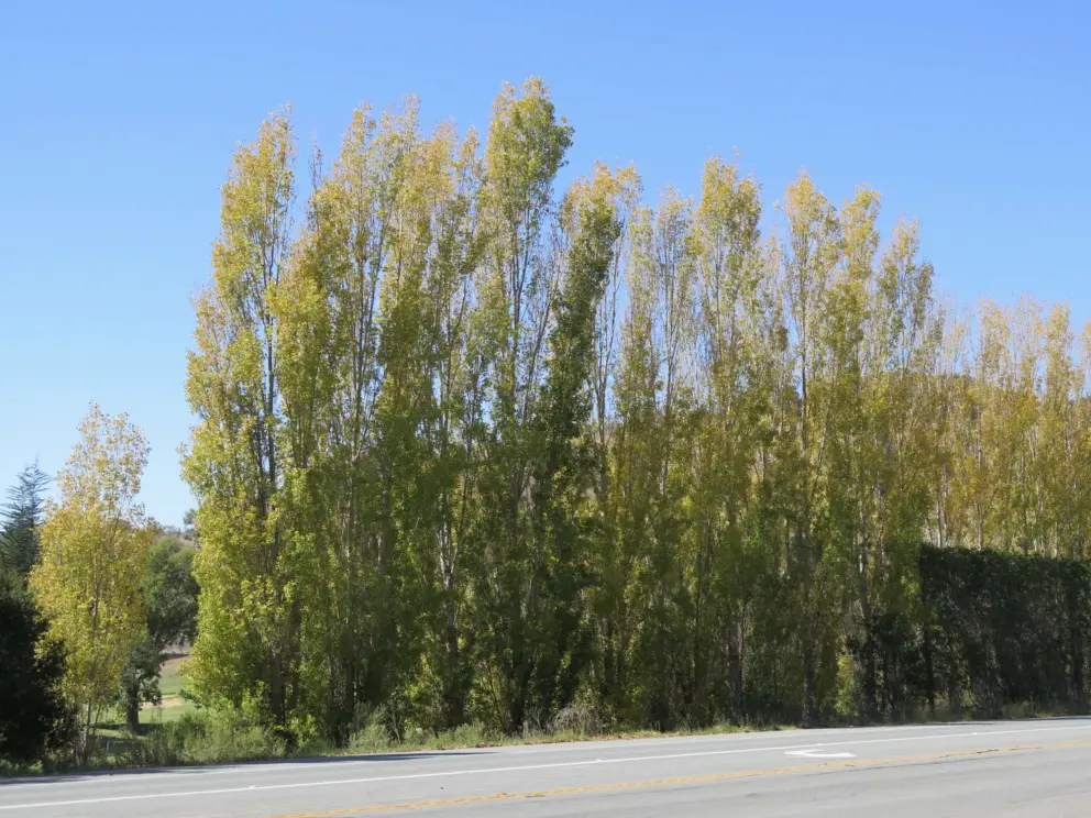 Birch trees in golden hues in October, along Avila Beach Drive. 