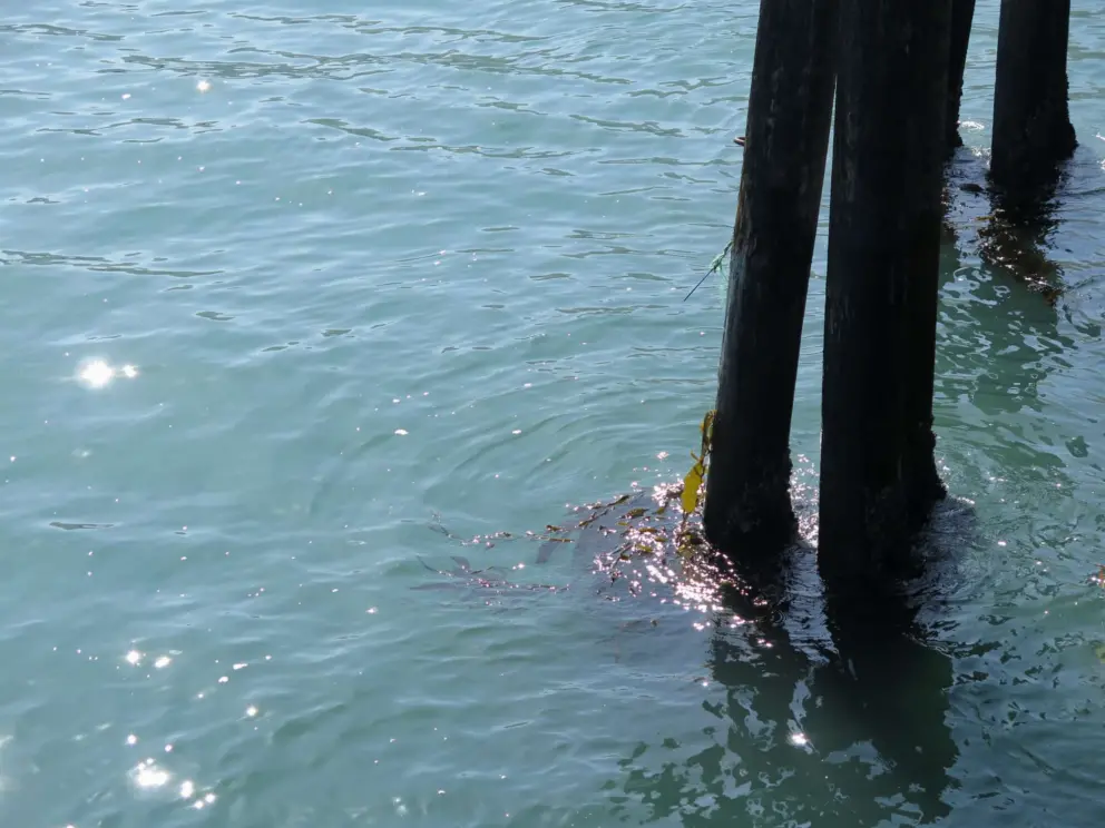 Kelp on a pier pilon, and sparkles in the water. 