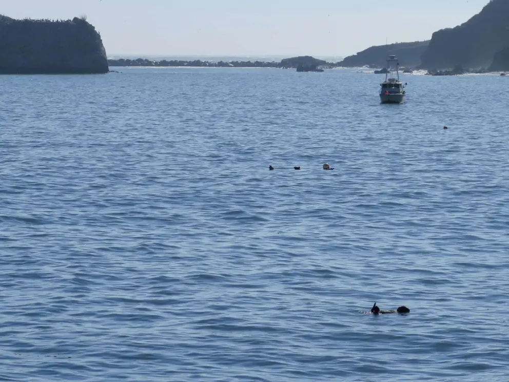 Sea otters bobbing about on the right side of the pier. 