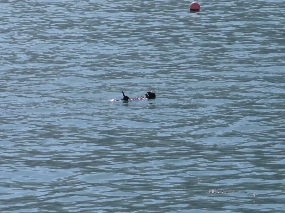 A sea otter and buoy, on an October day.