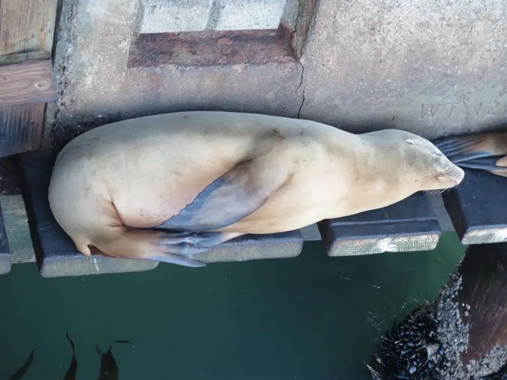 A very beautiful seal, sleeping on a raised platform under Mersea's. 