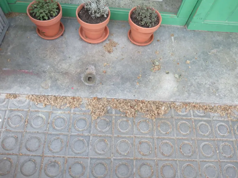 Pollen apocalypse in El Poblenou! Help!