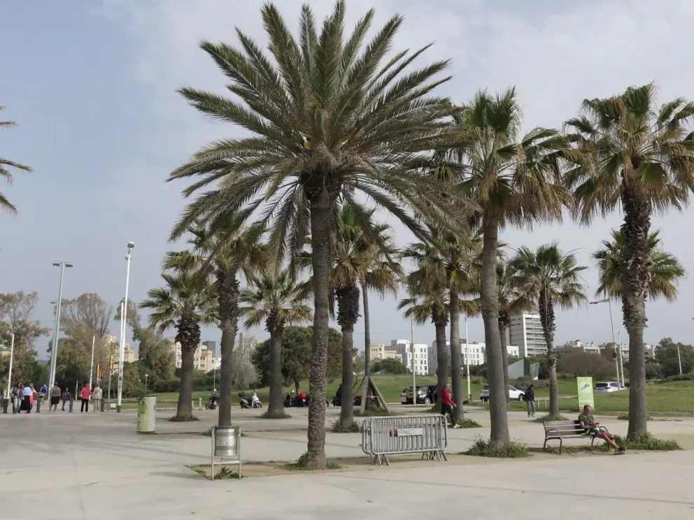 Palm trees and benches. 