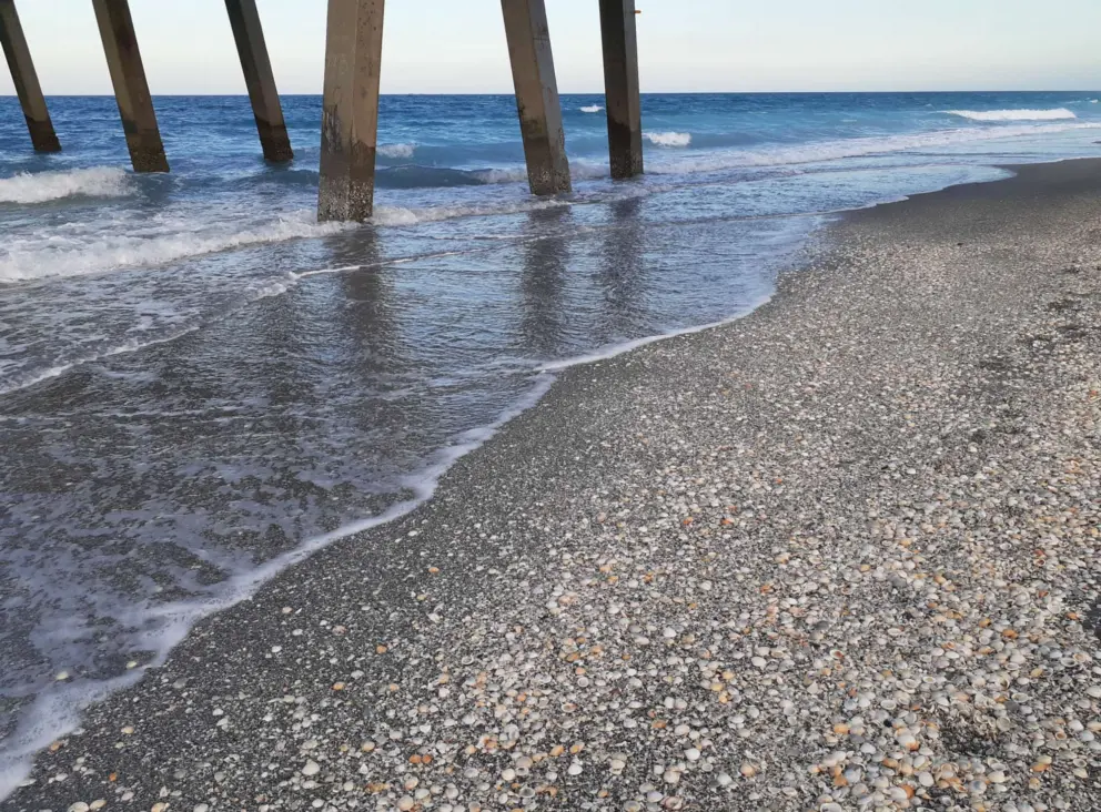 Amazing shells washed up under the pier. 