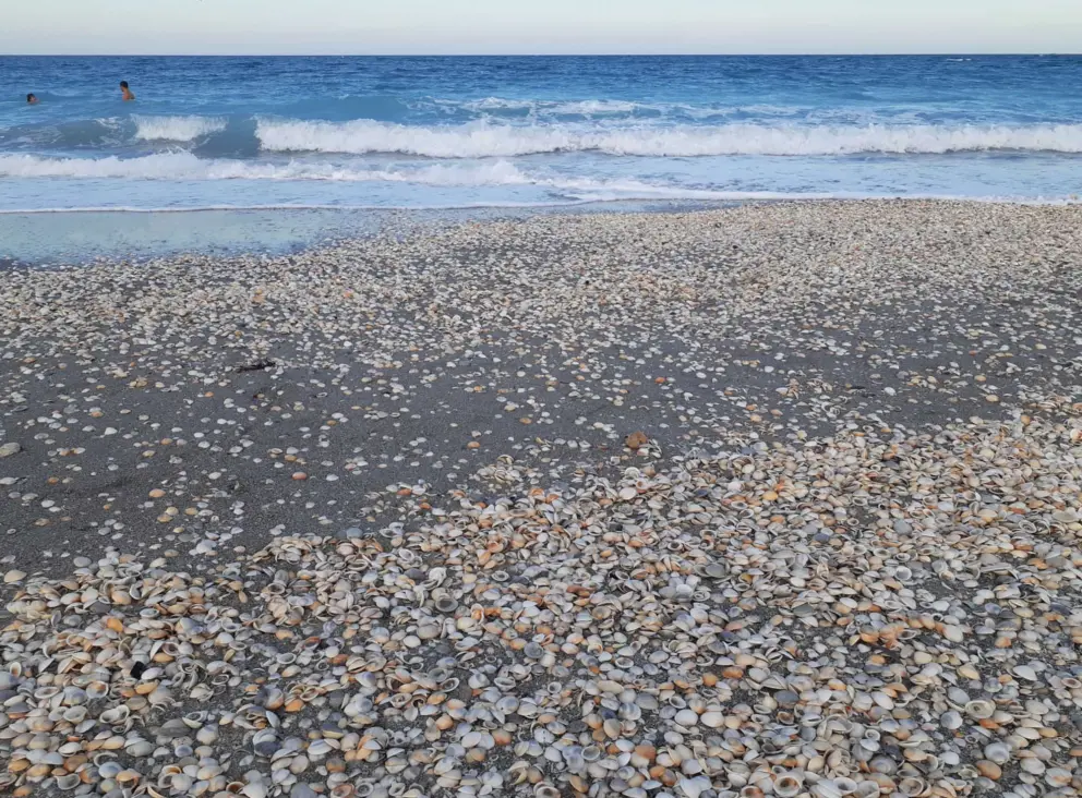 Shells! And two people swimming in the early evening. 