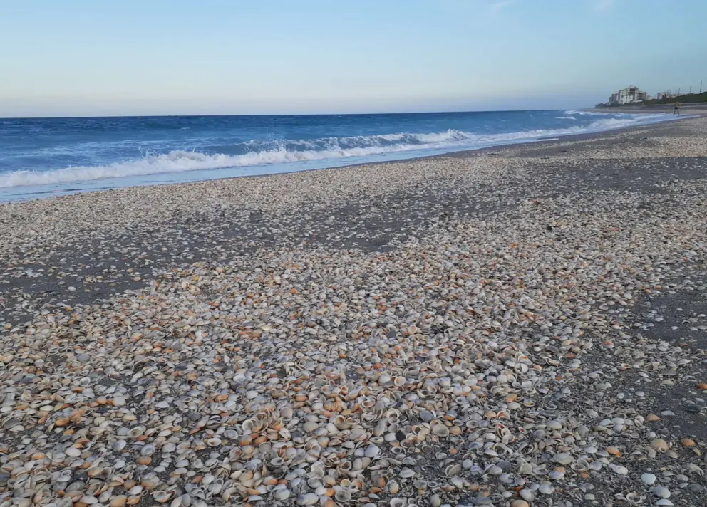 Shells washed up on the beach on a May day. 