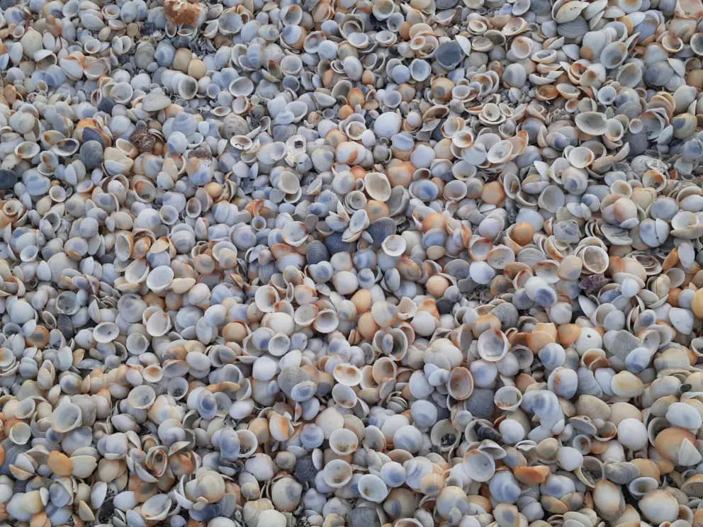 Shells galore!
