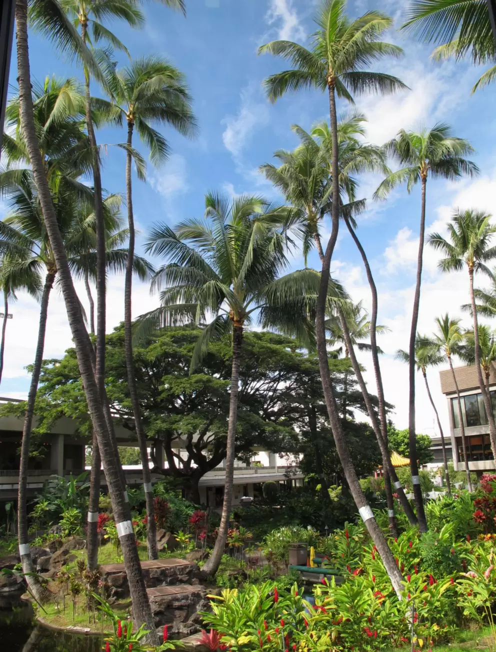 Coconut trees stretch to the sky in the Hawaiian garden. It makes you not want to leave Hawaii!