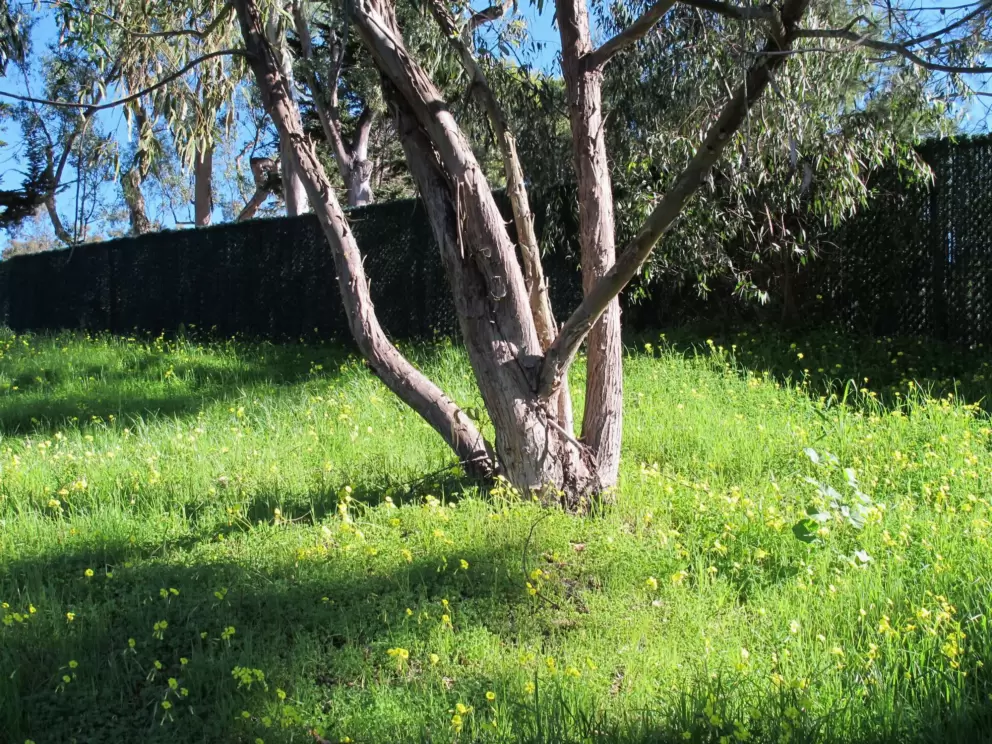 Spring flowers come in February in Santa Barbara.