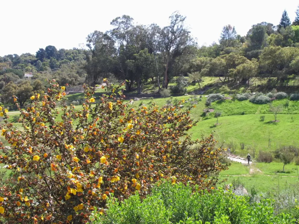 Flowers catch the sunlight. See the strand of trees in the distance.
