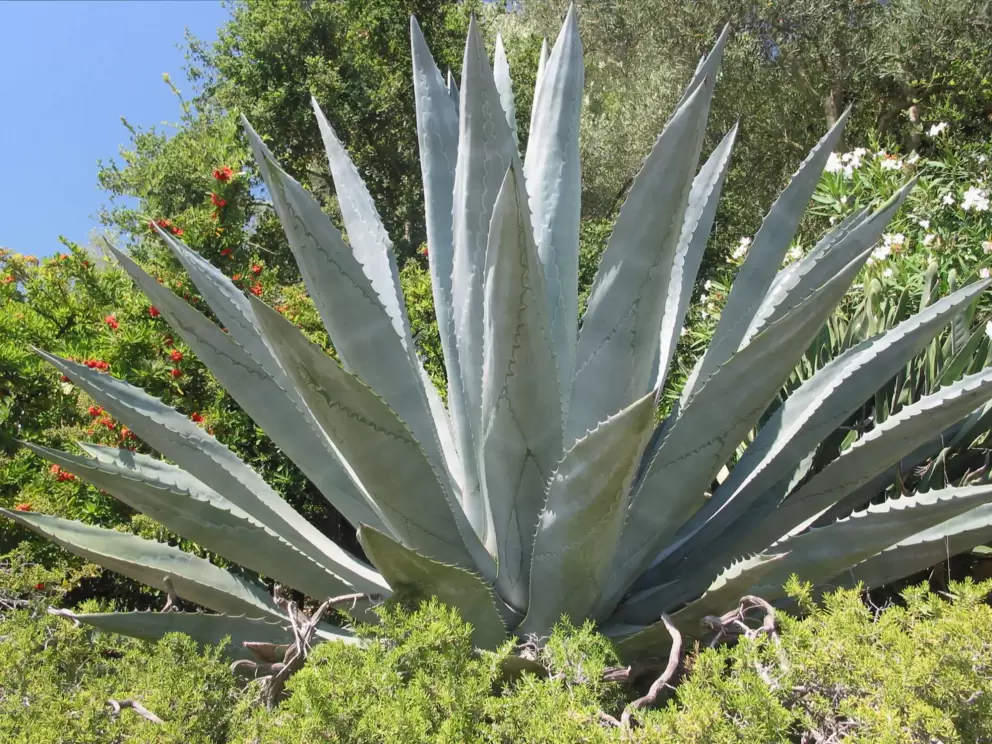 A giant cactus!