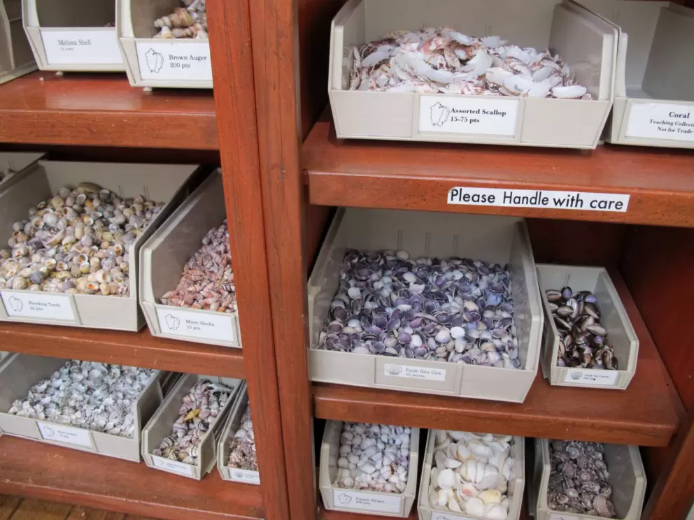 Shells from all over the world!