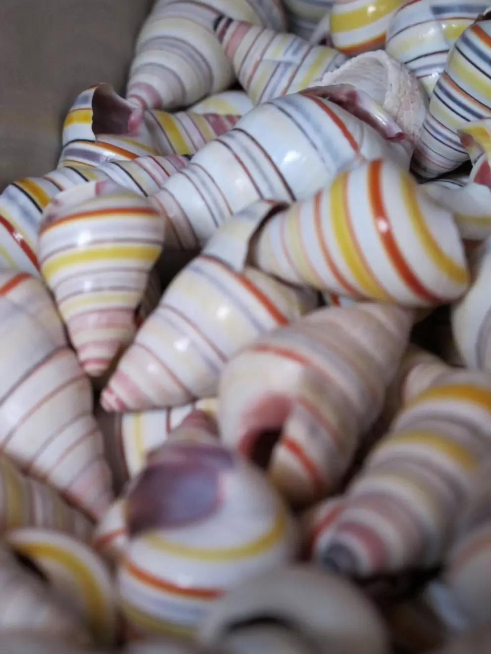 Gorgeous stripey shells- isn't nature the greatest designer?