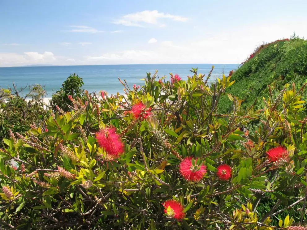 Bottlebrush flowers beside the stairs above the parking lot.
