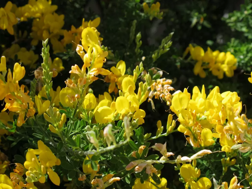 Flowers in the gardens.