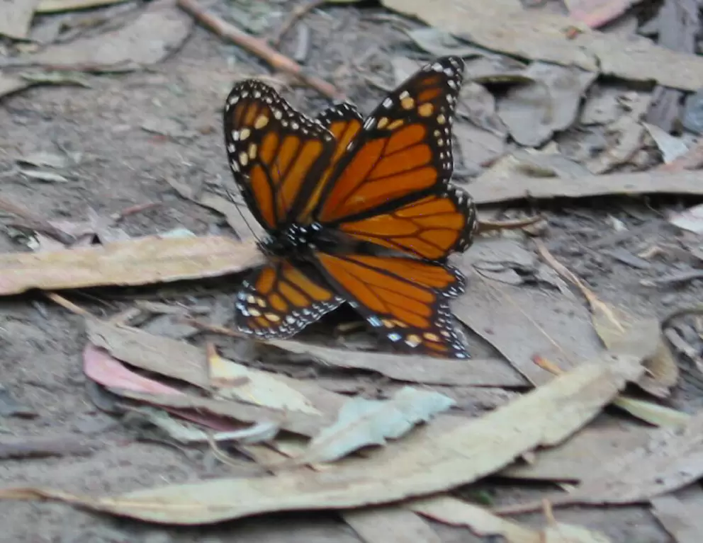 Butterflies mating at Ellwood Butterfly Preserve.