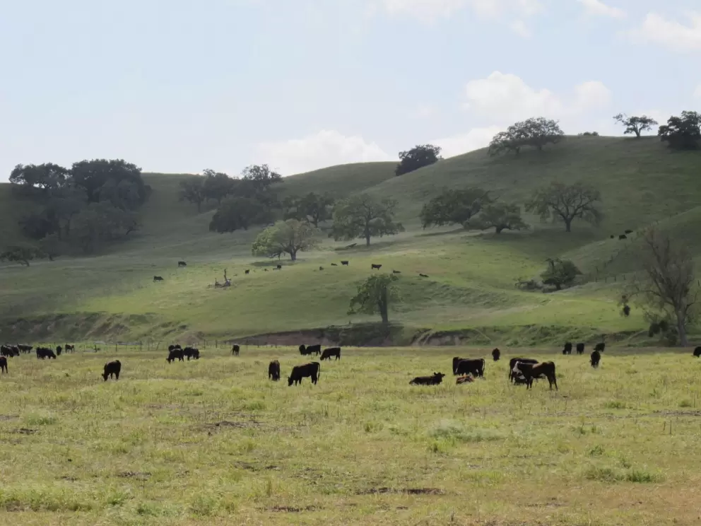 Oh how the cows along Highway 5 wish they could be a cow in Los Olivos!