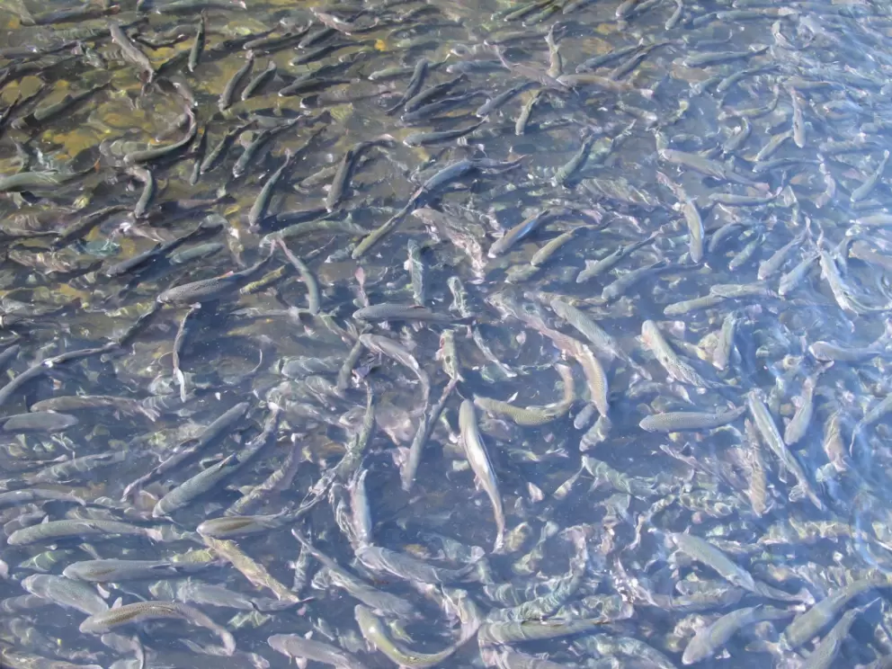 Trout at the fish hatchery.