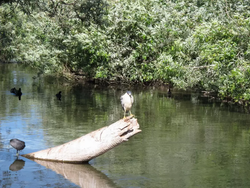 A heron hanging out where the fish action used to be.